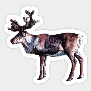 Reindeer - Watercolor and Ink Illustration Sticker